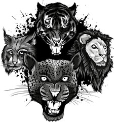 monochrome set of head feline vector illustration design