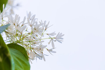 Chinese fringetree flowers in full bloom. Chionanthus retusus