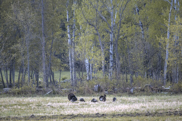 a flock of turkeys in a field