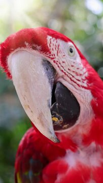 Red and white jungle macaw parrot with open beak friendly staring at camera.