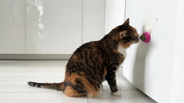 Interested cat enjoys playing with catnip ball taped to the fridge. Furry pets favourite pastime. Playful multicolour kitty rubbing his muzzle. Love house animals. Best for pets.