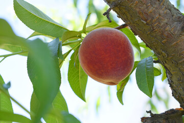 Fresh Ripe Peach fruits on a tree branch with leaves closeup, A bunch of ripe Peaches on a branch,...