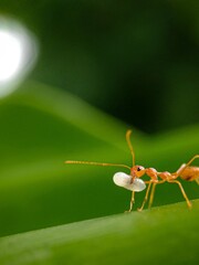 ant carrying an egg on leaf