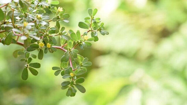 Purslane or Portulaca oleracea branch green leaves and flowerห on natural background.