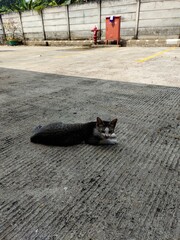 Lazy Grey and White Tabby Cat Relaxing on Empty Concrete Parking Lot, Sheltered in Cool Shade