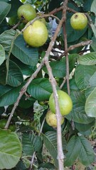 Bali Island : green guava on a tree