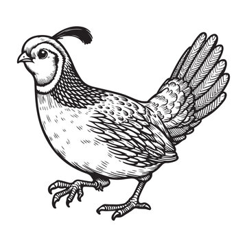 recommend clip art: Line art of quail bird cartoon walking vector