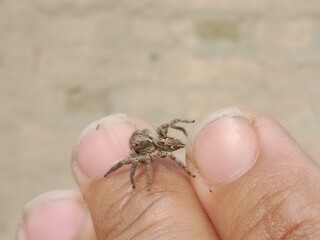 Salticidae or brown and hairy surface jumping spider.Salticidae body pattern