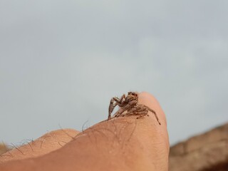 Salticidae or brown and hairy surface jumping spider.Salticidae body pattern