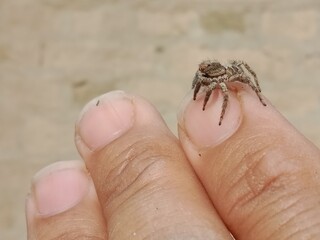 Salticidae or brown and hairy surface jumping spider.Salticidae body pattern