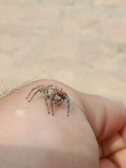 Salticidae or brown and hairy surface jumping spider.Salticidae body pattern