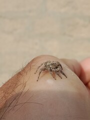 Salticidae or brown and hairy surface jumping spider.Salticidae body pattern