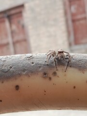 Salticidae or brown and hairy surface jumping spider.Salticidae body pattern