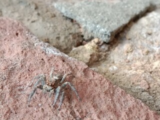 Salticidae or brown and hairy surface jumping spider.Salticidae body pattern