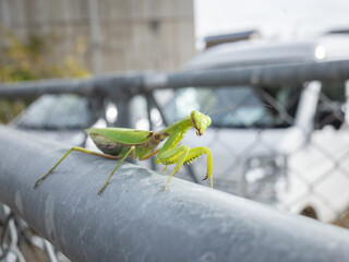 closed up praying mantis on the metal fence in countryside of nagano pref