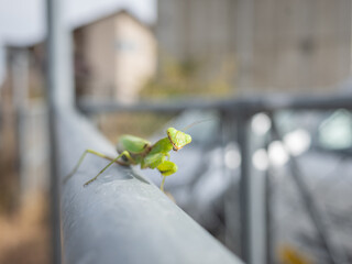closed up praying mantis on the metal fence in countryside of nagano pref