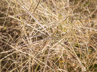 closed-up brown wild plants in countryside of nagano pref
