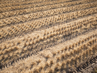 brown glass field after harvest in countryside of Nagano pref