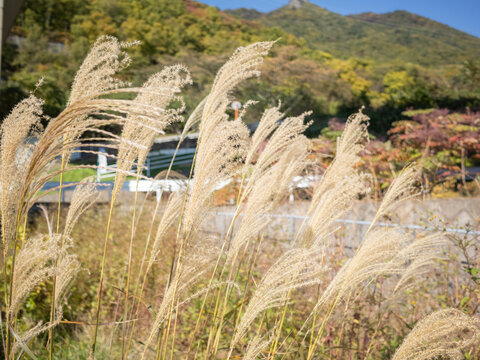 Chinese silver grass in the field of countryside in nagan prefecture