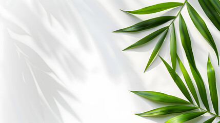 Abstract shadows of palm leaves on a white background, conveying a summer concept. Blurred natural shadows. Light and shade effects. A banner with copy space for text, in the style of nature