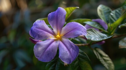 Allamanda cathartica blossom purple blossom Blooming