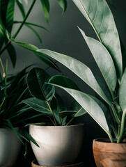 Vibrant Green Indoor Plants with Leafy Foliage
