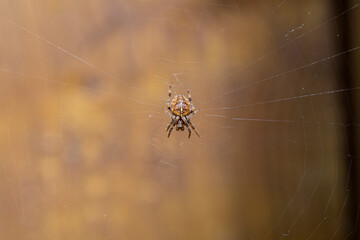An image of a tiny brown jumping spider hanging upside down in it's web.