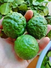 Hand holding three kaffir limes 