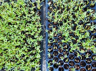 Seed germination of water spinach 