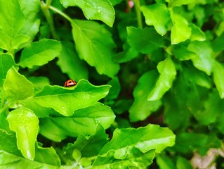 Ladybug sitting on a green leaf 