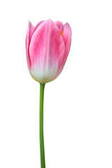 Naklejka premium Pink tulip isolated on transparent background png file