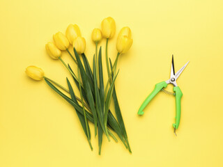 Green garden pruner and yellow tulips on a yellow background.