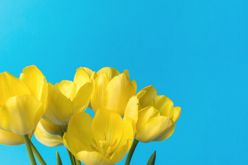 Obraz premium Large bright blooming tulip buds on a blue background.