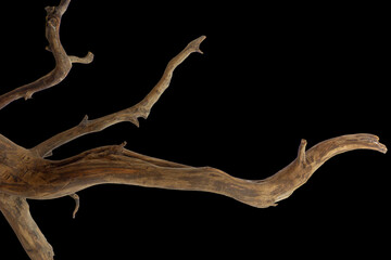Piece branch of curved and twisted driftwood isolated on black background with clipping path