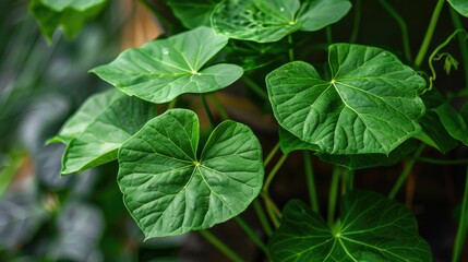 Big triangular green leaves