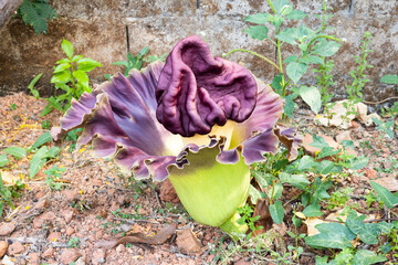 beautiful purple flowers of Amorphophallus paeoniifolius, elephant foot yam or whitespot giant...