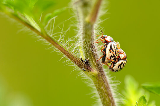 Calligrapha is a genus of large American Chrysomelinae of imprecise taxonomic boundaries. Most species occur in Central and South America.