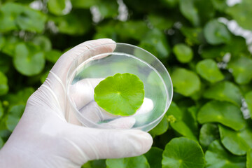 Centella asiatica (gotu kola). Fresh green leaves herb background.