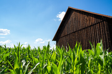 Cornfield with wooden barn in summer 