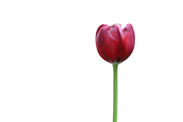 Red tulip isolated on transparent background png file