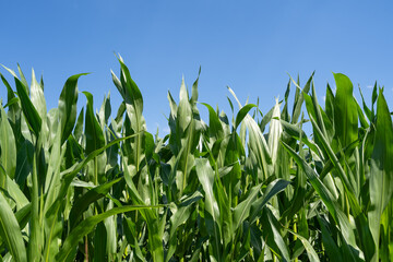 Cornfield with blue sky in summer 