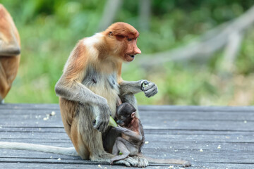 The proboscis monkey (Nasalis larvatus) or long-nosed monkey is a reddish-brown arboreal Old World...