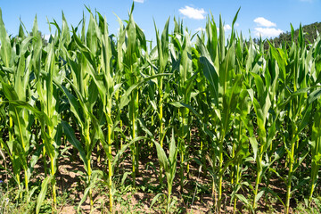 Corn plants in the farm field in summer