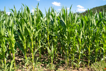 Corn farm with blue sky in summer