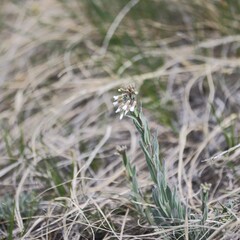 Boechera Holboellii