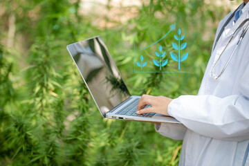 Portrait of a scientist examining and analyzing a cannabis plant. Sign the results with a laptop in...