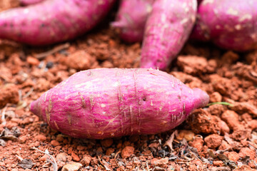 sweet potato or Cilembu isolated on the ground, in the organic farm. in Myanmar. 