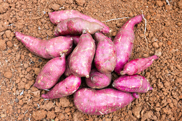 sweet potato or Cilembu isolated on the ground, in the organic farm. in Myanmar. 