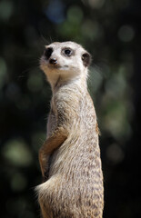Meerkat standing in an upright position on alert for predators