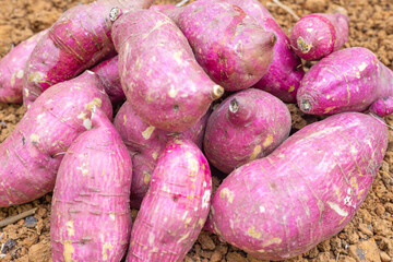sweet potato or Cilembu isolated on the ground, in the organic farm. in Myanmar. 